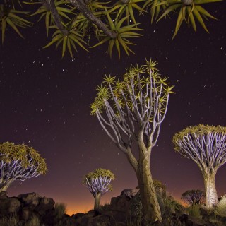 Fotografia Dzikiej Przyrody - wystawa plenerowa - drzewa na tle nieba
